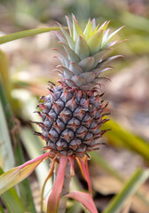 Pineapple grows on a plantation in Thailand