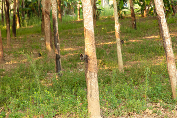 Rubber trees in the park