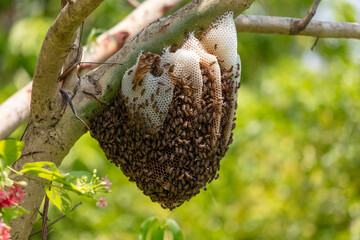 Bee hive on a tree in the park