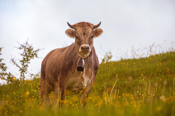 Kuh - Allg&auml;u - Braunvieh - Blumen - Fr&uuml;hling 