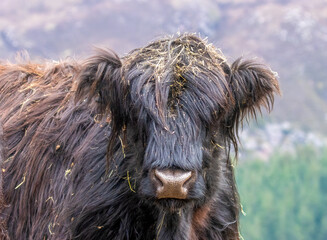 Close up head shot of a black highland cow with straw in his hair