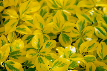 Selective focus of yellow with green stripes leaves in the garden, Euonymus japonicus thunb is a...
