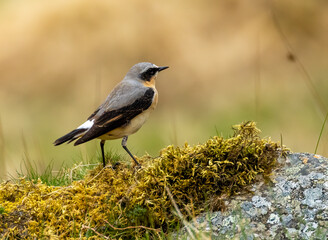 Male wheatear bird perched on a mossy rock