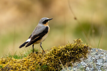 Male wheatear bird perched on a mossy rock