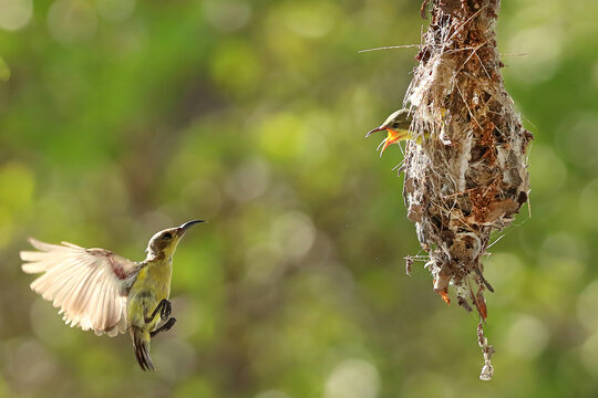Olive-backed sunbird feeding the chick with green nature background.