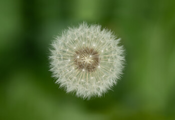 Dandelion close-up macro top view