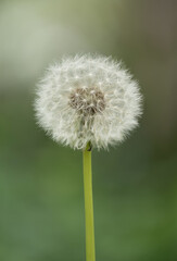 Dandelion close-up macro