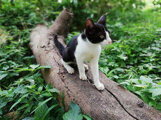 Kitty_Black_And_White_On_a_Log_1