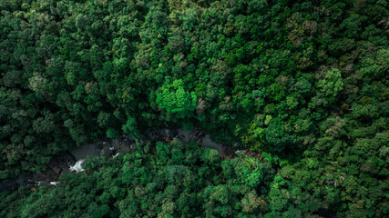 Aerial view of mixed forest, deciduous trees, greenery and waterfalls flowing through the forest....