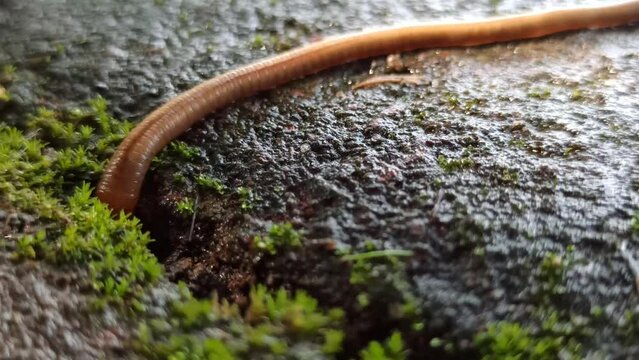 Worm walk on paving