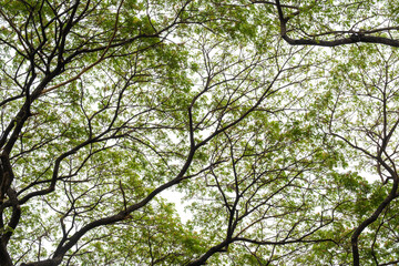 Fototapeta premium Look up View in forest green trees and leaf deciduous trees of The rich natural ecosystem of the forest .concept is about conservation forest