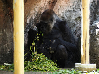 動物園のゴリラ