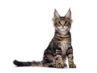 Sweet black tabby Maine Coon cat kitten, sitting up facing front. Looking straight to camera....