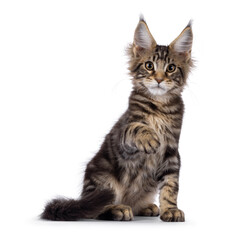 Sweet black tabby Maine Coon cat kitten, sitting up facing front. Looking straight to camera. One paw up saying hi. Isolated on a white background.
