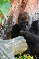 動物園のゴリラ