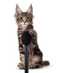 Sweet black tabby Maine Coon cat kitten, sitting up facing front with one paw on black microphone....