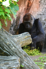 動物園のゴリラ