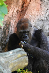 動物園のゴリラ