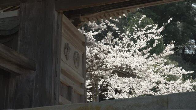 福井県あわら市 吉崎御坊 蓮如の里 蓮如上人 春 桜 公園 観光名所 スポット

