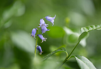 Wild Hyacint Bluebell with a nice golden edge due to ageing.