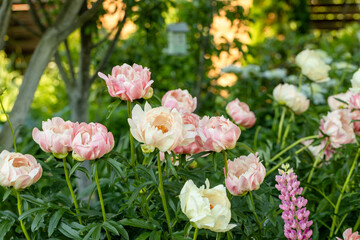 Peony Coral Charm orange pink peony flower in bloom