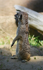 動物園のミーアキャット