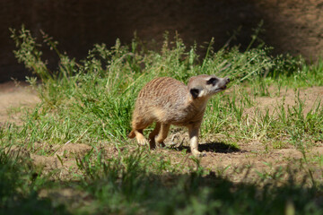 動物園のミーアキャット
