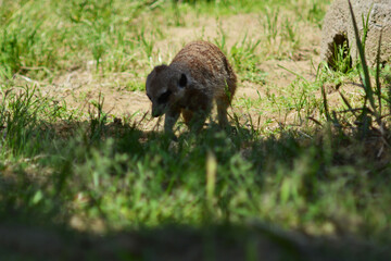 動物園のミーアキャット