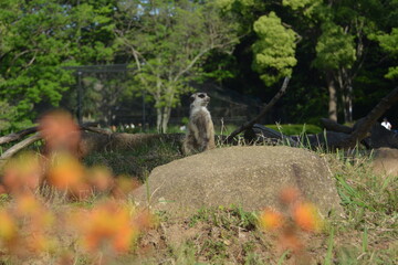 動物園のミーアキャット