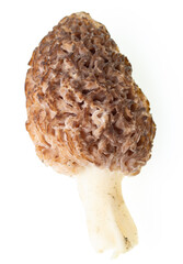 fresh morel mushrooms on white background. - obrazy, fototapety, plakaty