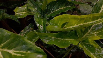 Wild green leaves after rain on them on tropical forest