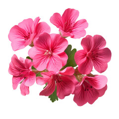 The image shows a bouquet of pink flowers