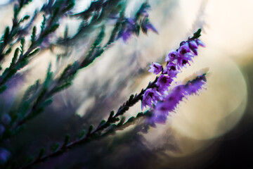 Macro de fleurs de bruyère sauvages, pendant le crépuscule, en automne