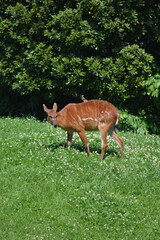 動物園のシタツンガ
