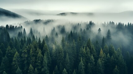 Photograph of a foggy forest. Misty Forest Aerial Photograph with Pine Trees. Foggy, Atmospheric Nature Background