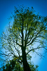 Sun behind the Tree