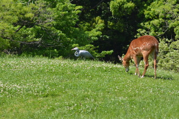 動物園のシタツンガ