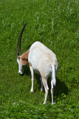 動物園のオリックス