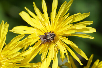 Furrow spider, furrow orb spider, foliate spider Larinioides cornutus, family Orb-weaver spiders, Araneidae. Flowers of Tansy (Tanacetum vulgare). Spring, May, Netherlands
