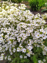 A growing group of Arabis with white flowers is in bloom in the garden.