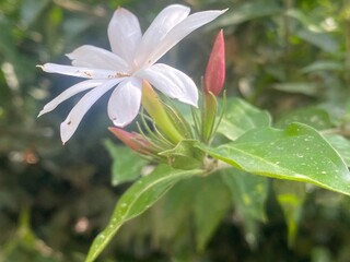 white,lotus,flower,jusmine,nature,scene,
