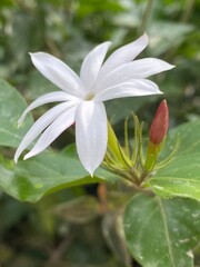 Obraz premium white,lotus,flower,jusmine,nature,scene,