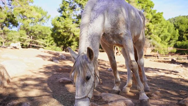 Close-up White horse in paddock, eating hay, pasture in forest mountain rock, rancho outside. Farm animal mare
