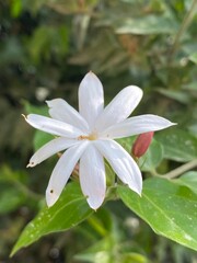 white,flowers,flower,plant,nature,bud