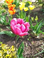 A growing group of yellow and pink tulips are blooming in the garden.