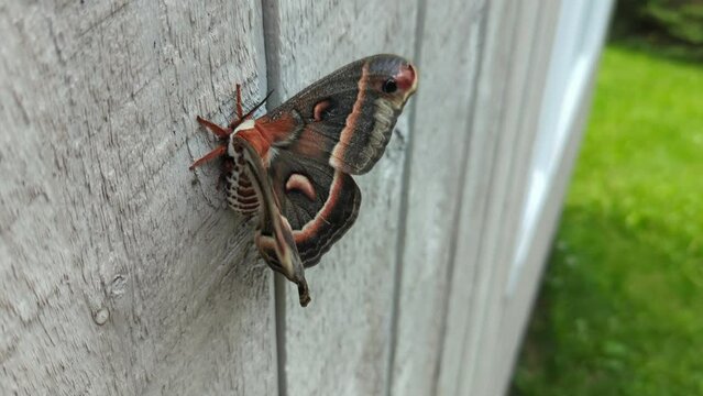 Cecropia Moth resting on a spring day in the upper peninsula of Michigan