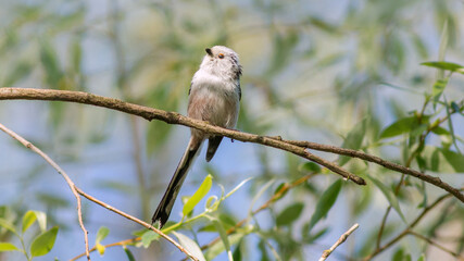 bird on a branch