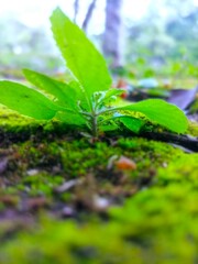 green leaf on the ground