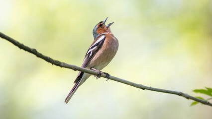 red backed shrike