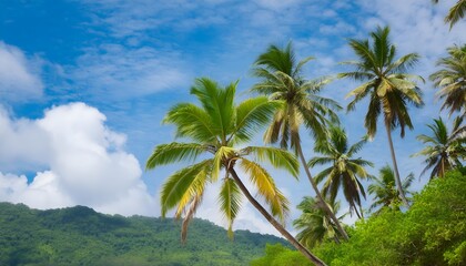 Fototapeta premium palm trees and blue sky, Sunny Tropical Getaway